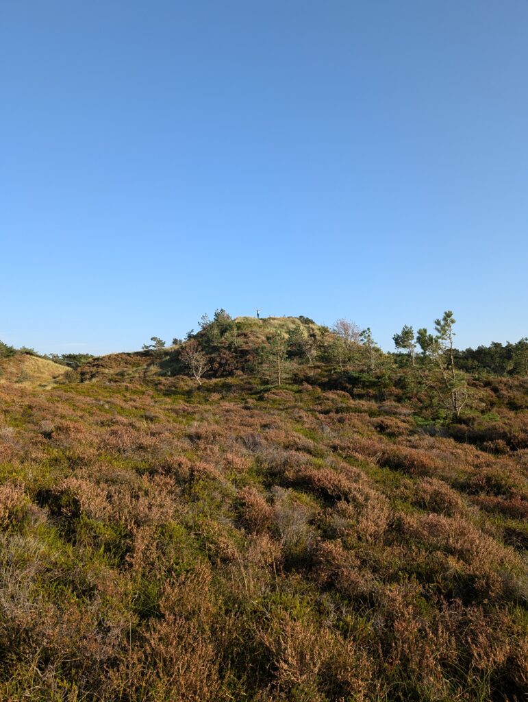 Was kann man auf Römö machen?Plantageweg: Plantageweg auf Röm in Bolilmark mit Heide