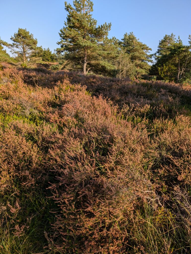 Wald und Heide Was kann man auf Römö machen?