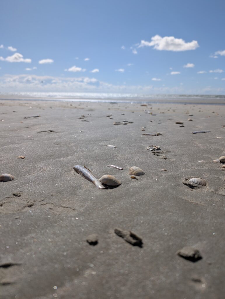 Dänemark Inselurlaub an der Nordsee Muscheln sammeln