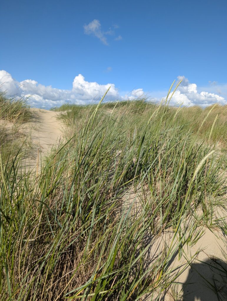 Dünengras Dänemark Inselurlaub an der Nordsee
