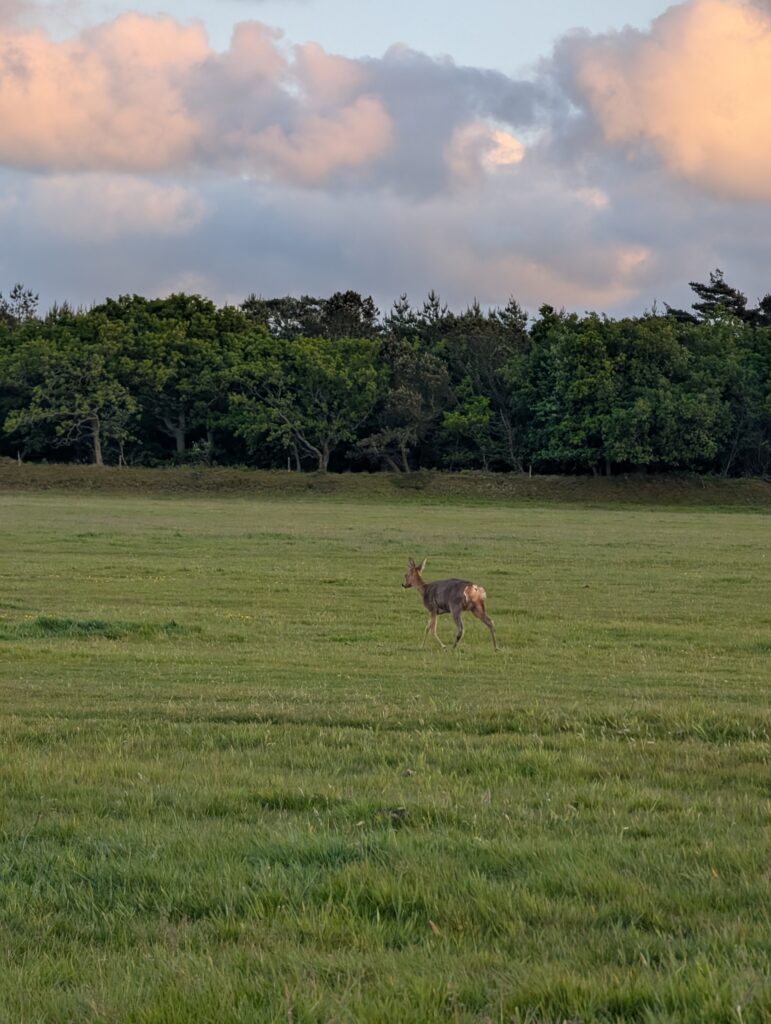 Reh auf Römö im Dänemark Inselurlaub an der Nordsee