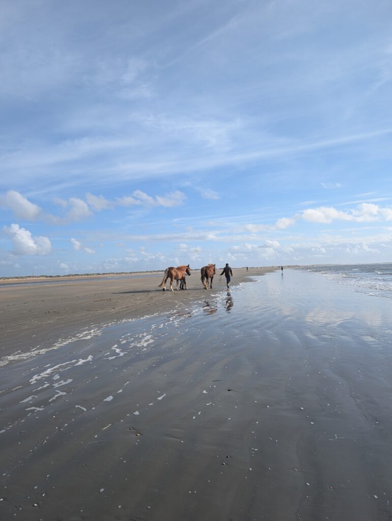 Pferde am Strand in Lakolk