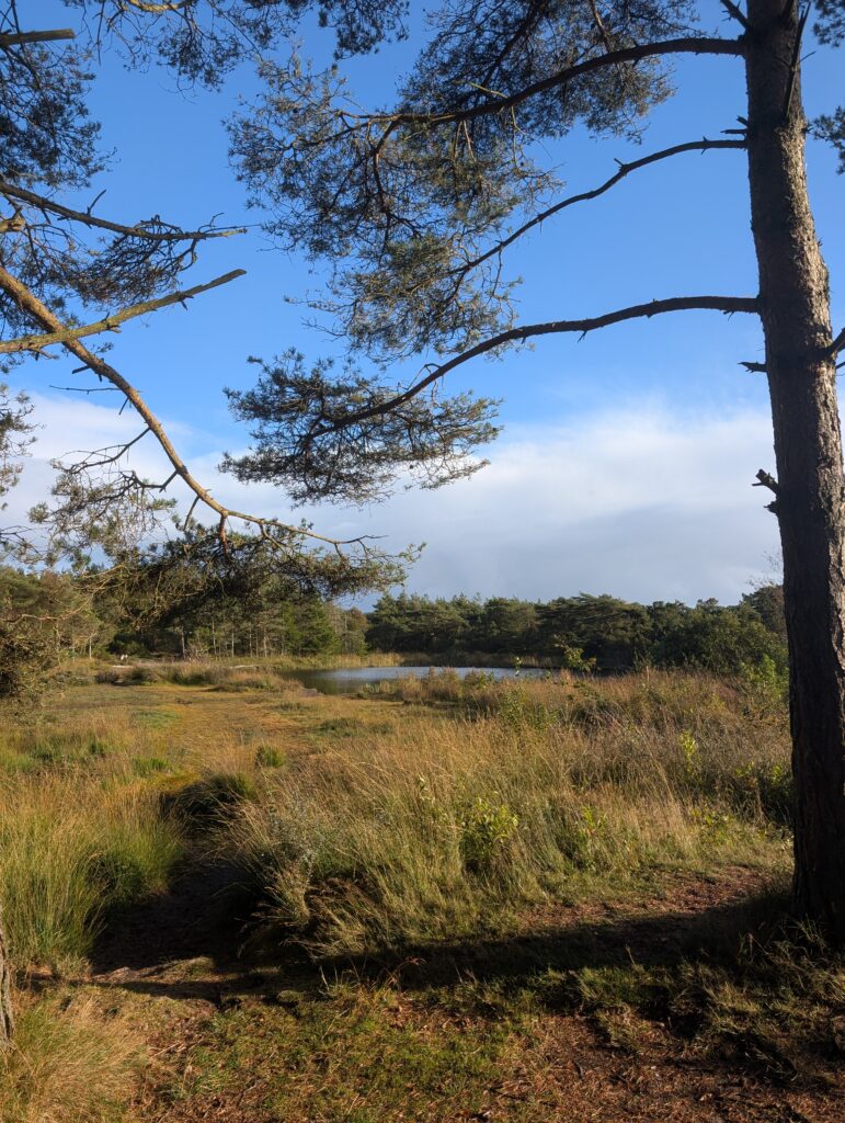 Kirkeby Plantage